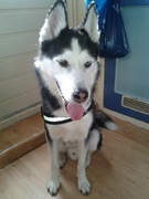 honden foto van Lionel & Tess