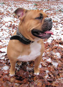 honden foto van Anouk