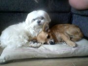 honden foto van mariska