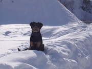 honden foto van Sdevroede