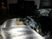 honden foto van Rineke