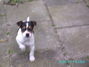 honden foto van Nathalie