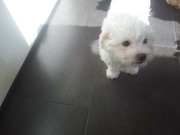 honden foto honden foto van Kim