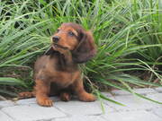 honden foto van Greet