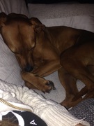 honden foto van Paula en Keet