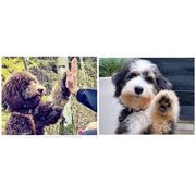 honden foto van Bernadette