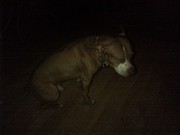 honden foto van jasper