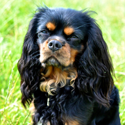 honden foto van Eline R