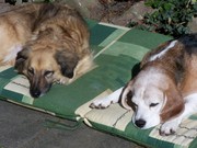 honden foto van Jacqie