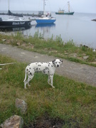 honden foto van daan