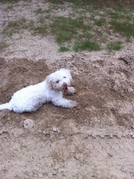 honden foto honden foto van Evy