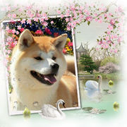 honden foto van De Boeck Jan - Moreels Sandra