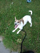 honden foto van stitch