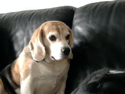 honden foto van Lotte