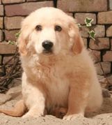 honden foto van cliff