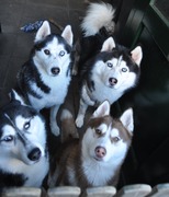 honden foto honden foto van Antje Hofman