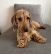 honden foto van Loes