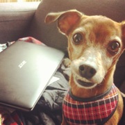 honden foto honden foto van jet&boy