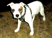 honden foto honden foto van Melissa