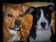 honden foto van sabrina en ben