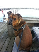 honden foto van G.M.