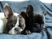 honden foto honden foto van H.T Ernst