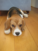 honden foto van Christel 