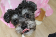 honden foto van brittie