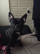 honden foto van ellen