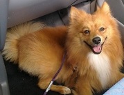 honden foto van Quiang