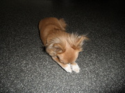 honden foto van -Inu+Kenta-