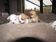 honden foto van Kris Van Bastelaer