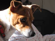 honden foto van emsie