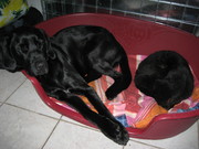 honden foto van Jacqueline