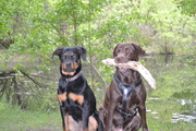 honden foto van Diede, Kyra & Laika