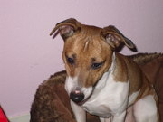 honden foto honden foto van Anita