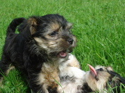 honden foto van Selene