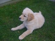 honden foto van Karen Willems