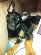 honden foto van Natasja & Sep