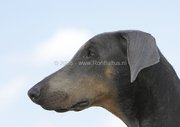 honden foto van Monique Camus
