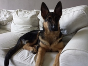 honden foto van Yeel