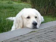 honden foto van Petra