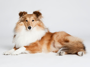 honden foto honden foto van claudia