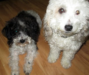 honden foto van Lisa