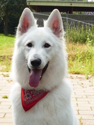 honden foto van Nelleke schoemaker