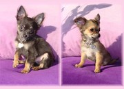 honden foto van Chihuahua's 