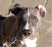 honden foto van Joyce Theunissen