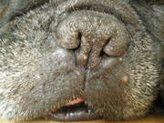 honden foto honden foto van Dana