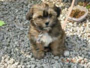 honden foto van sarah