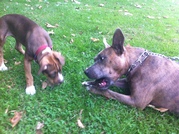 honden foto van Tessa